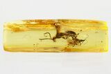 Detailed Fossil Wasps (Pompilidae & Diapriidae) In Baltic Amber #367322-1